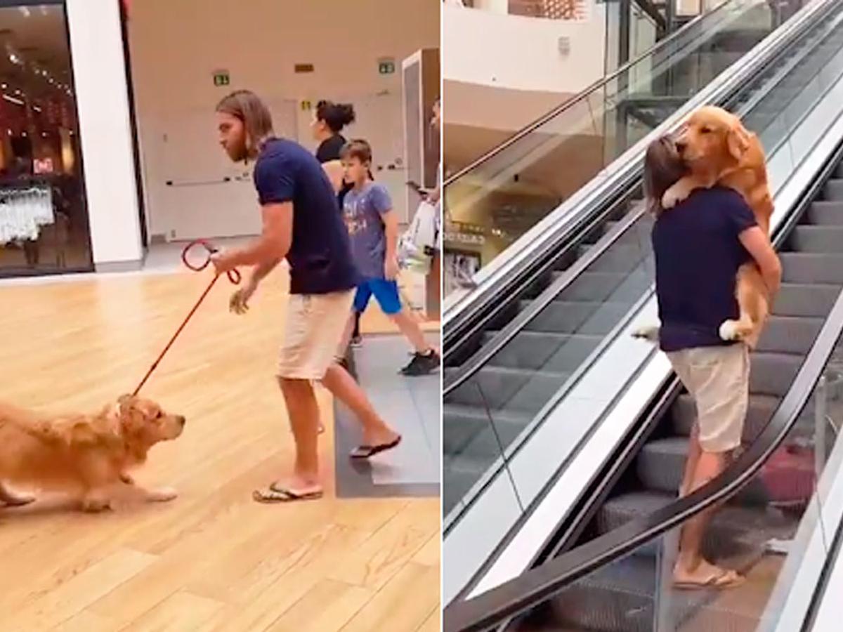 (+Video) Perro temeroso pide ayuda a su dueño para subir escaleras eléctricas