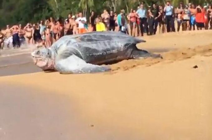 (Video) Tortuga gigantesca aparece en playa de México
