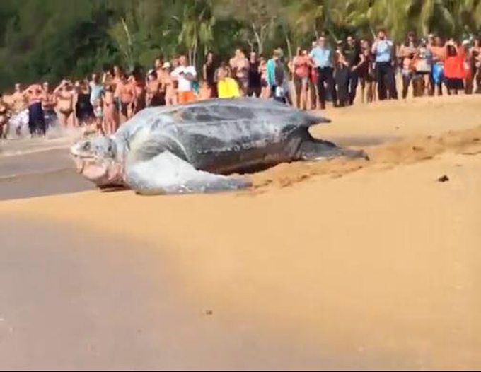 (Video) Tortuga gigantesca aparece en playa de México