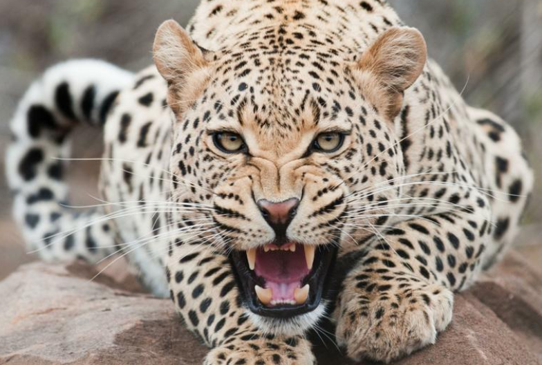 (Video) Un leopardo ataca un rebaño de cabras ante la mirada atónita de los pastores