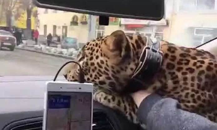 (Video) Un pasajero toma un taxi con un leopardo en sus brazos