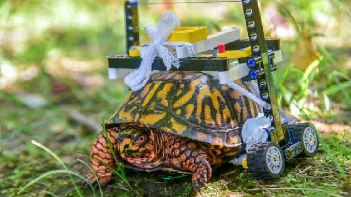 (Video) Una adorable tortuga vuelve a caminar gracias a una silla de ruedas hecha con legos