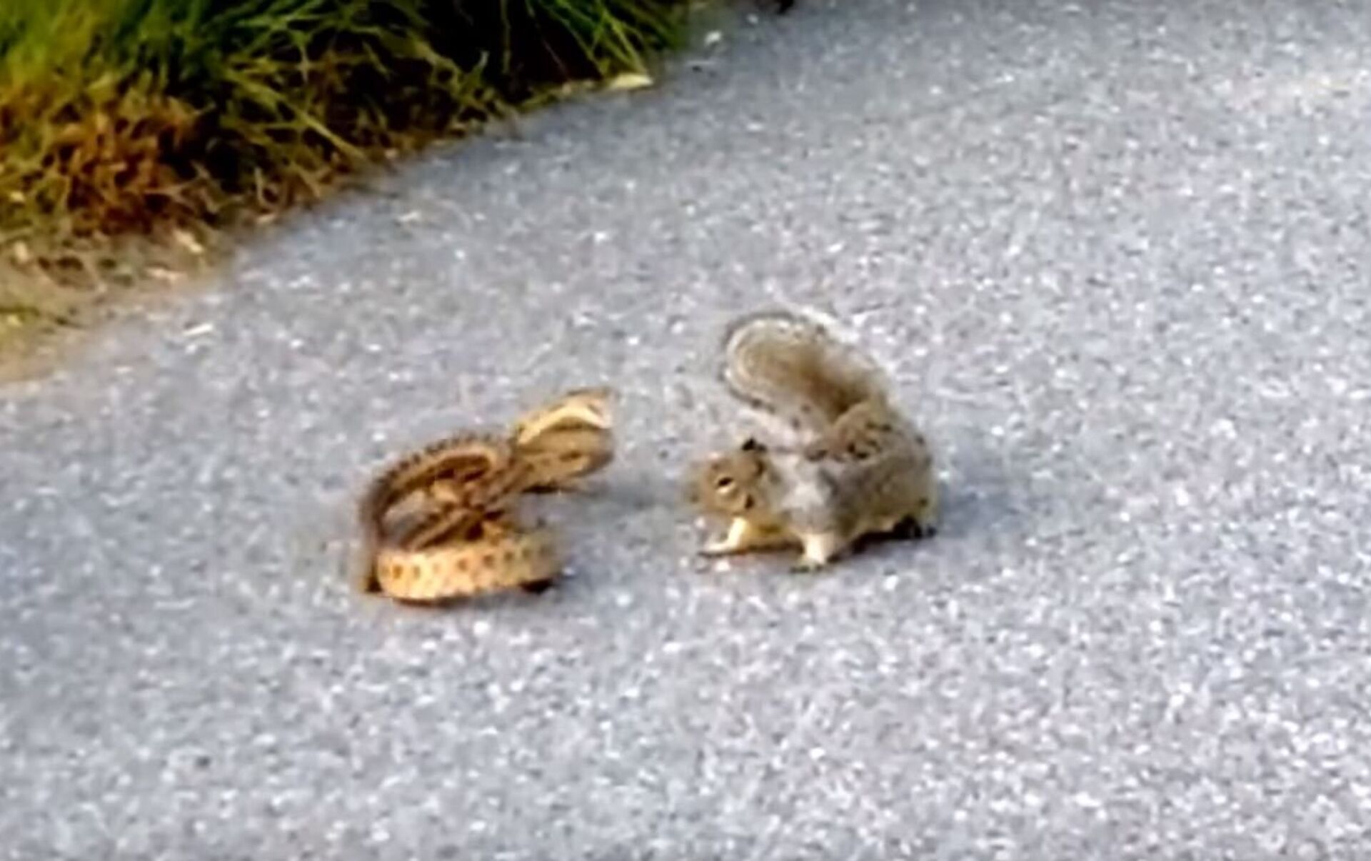 (Video) Una ardilla se arma de valor, ataca a una serpiente y gana