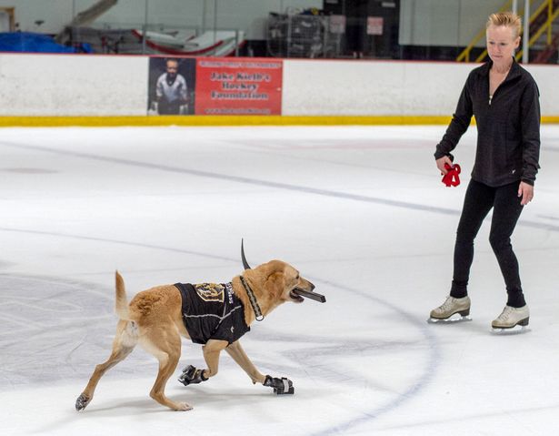 (Video+Fotos) Un perro labrador es el rey de las pistas de hielo