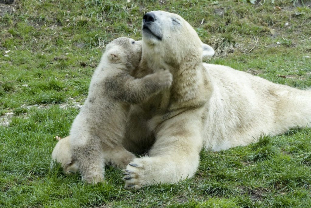 VIDEO|Nace cría de oso polar en un zoológico tras 32 años de no ver un cachorro en el lugar