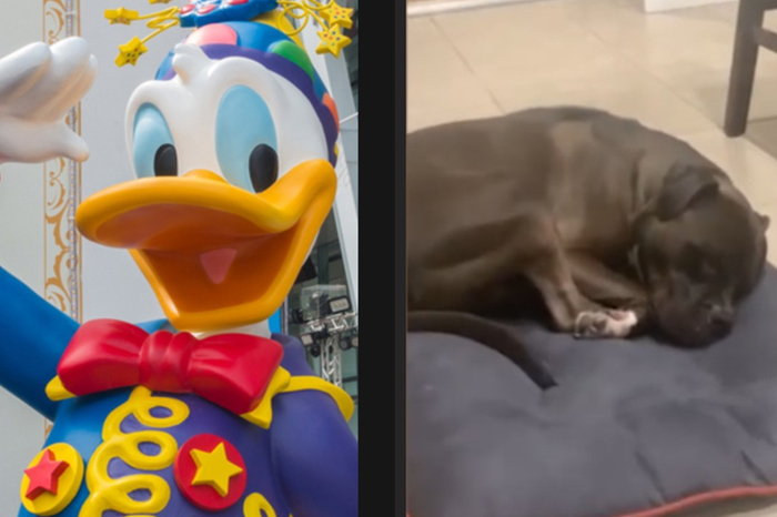 VIDEO|Perro se transforma en El Pato Donald cuando duerme