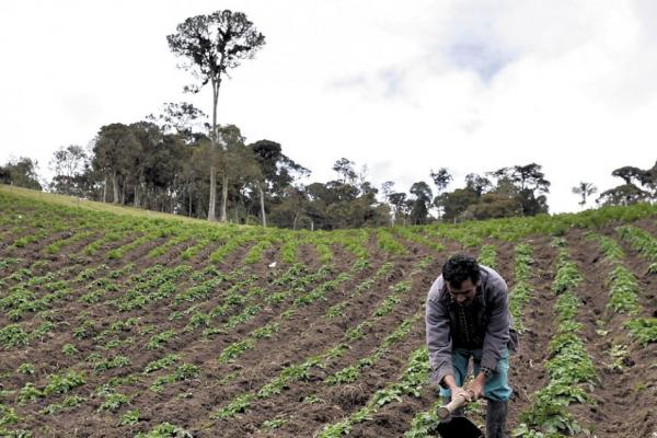 Zonas de Reserva Campesina dinamizan el campo y preservan la biodiversidad