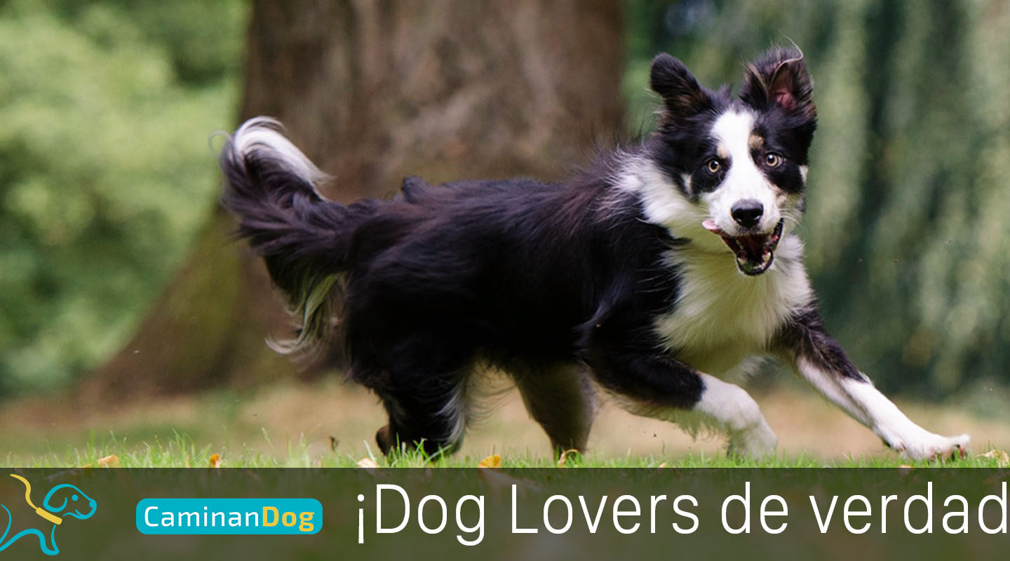 6 datos curiosos de los Border Collie que seguramente no sabías |