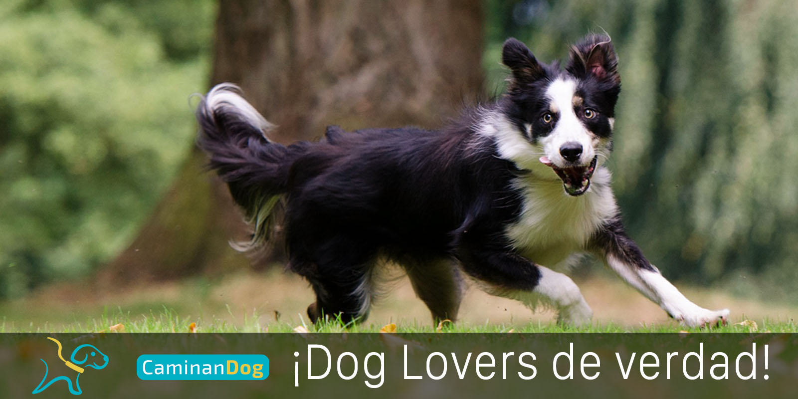 6 datos curiosos de los Border Collie que seguramente no sabías