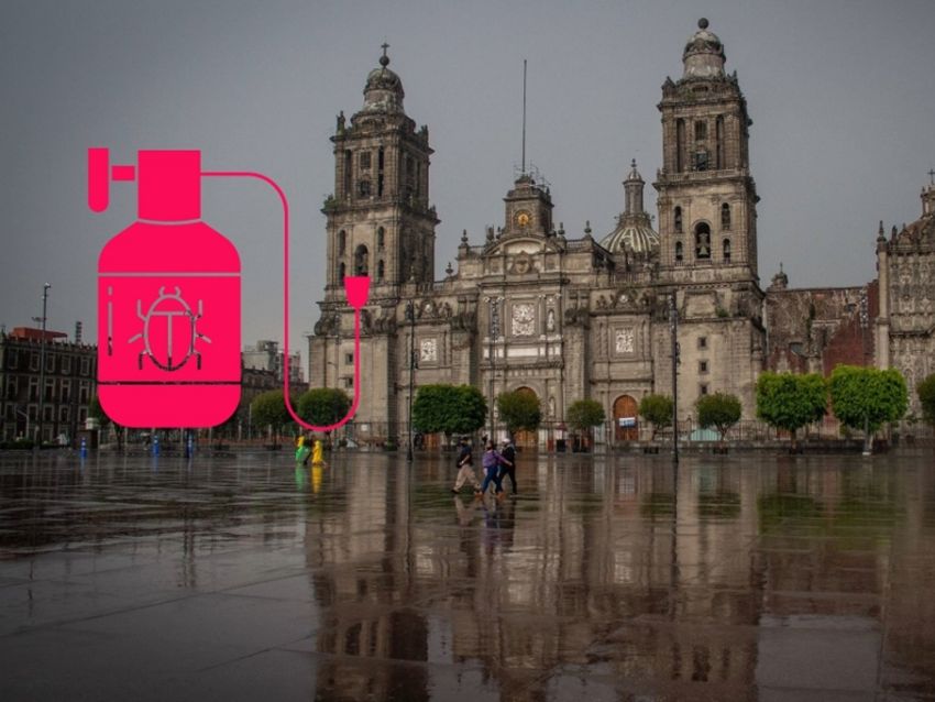 Catedral Metropolitana de la Ciudad de México toma medidas preventivas contra una posible plaga de insectos