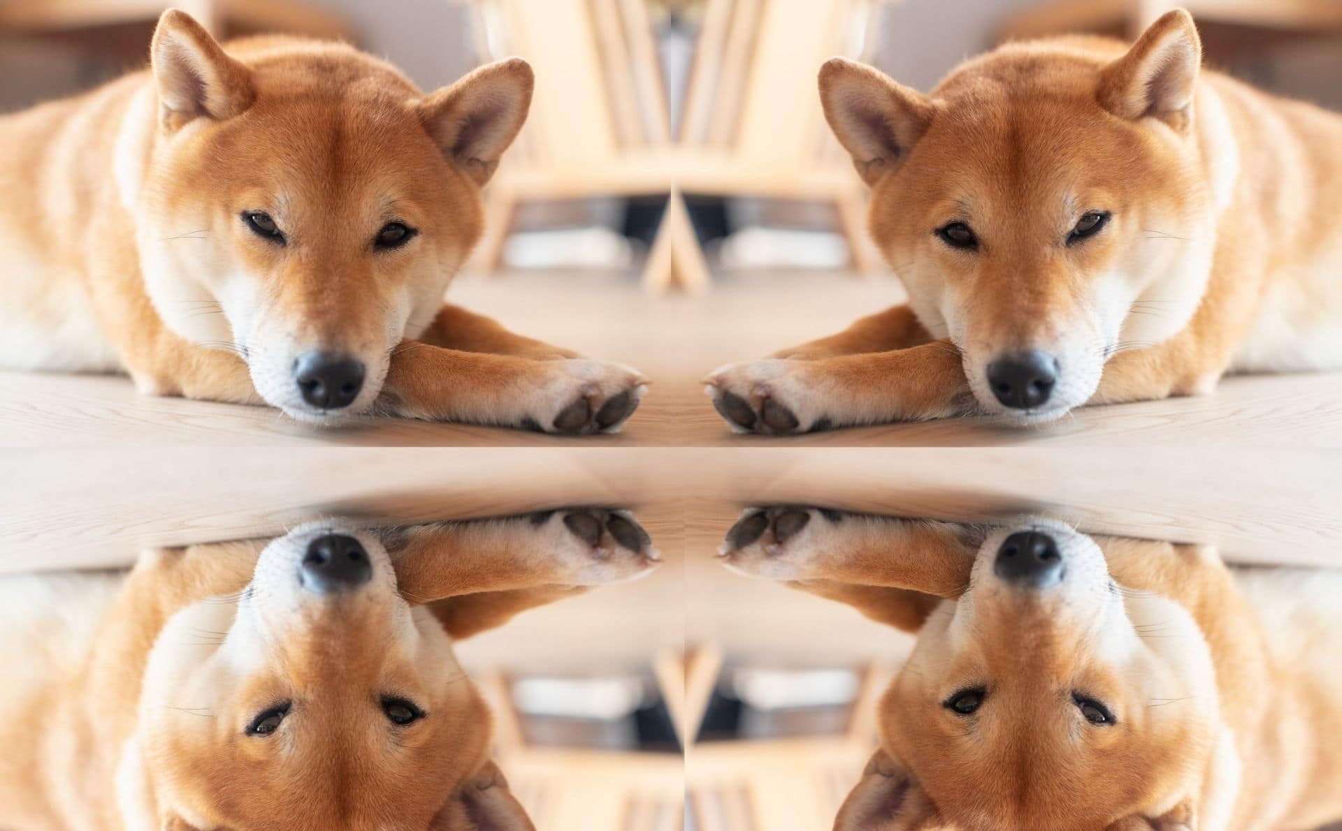 Clones de Dogecoin van con todo: Shiba-Inu causa revuelo en Binance; sube más de 1.500% en 7 días