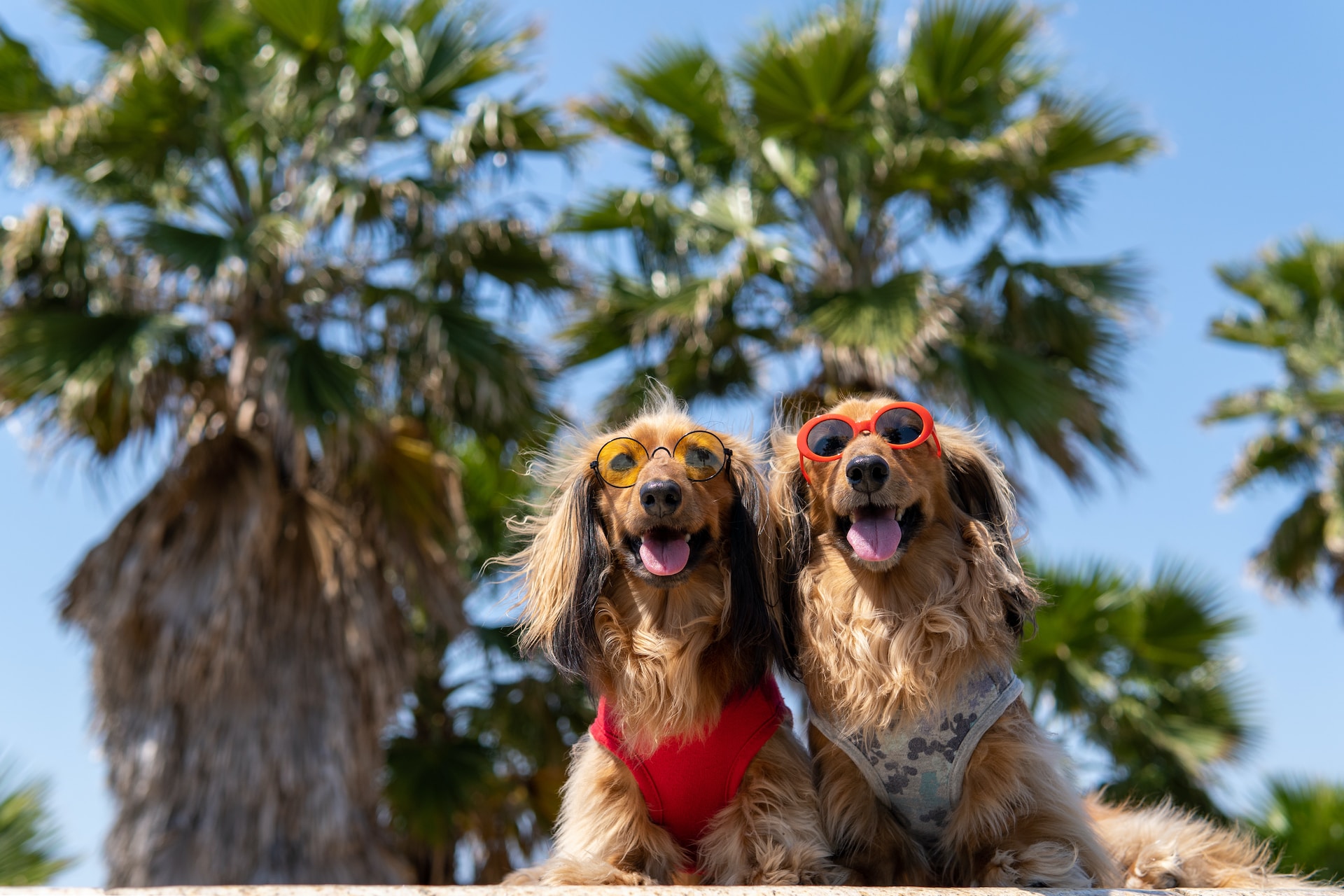 ¿Cómo afecta el eclipse solar a tus mascotas? Medidas de precaución para proteger a tus animales de compañía