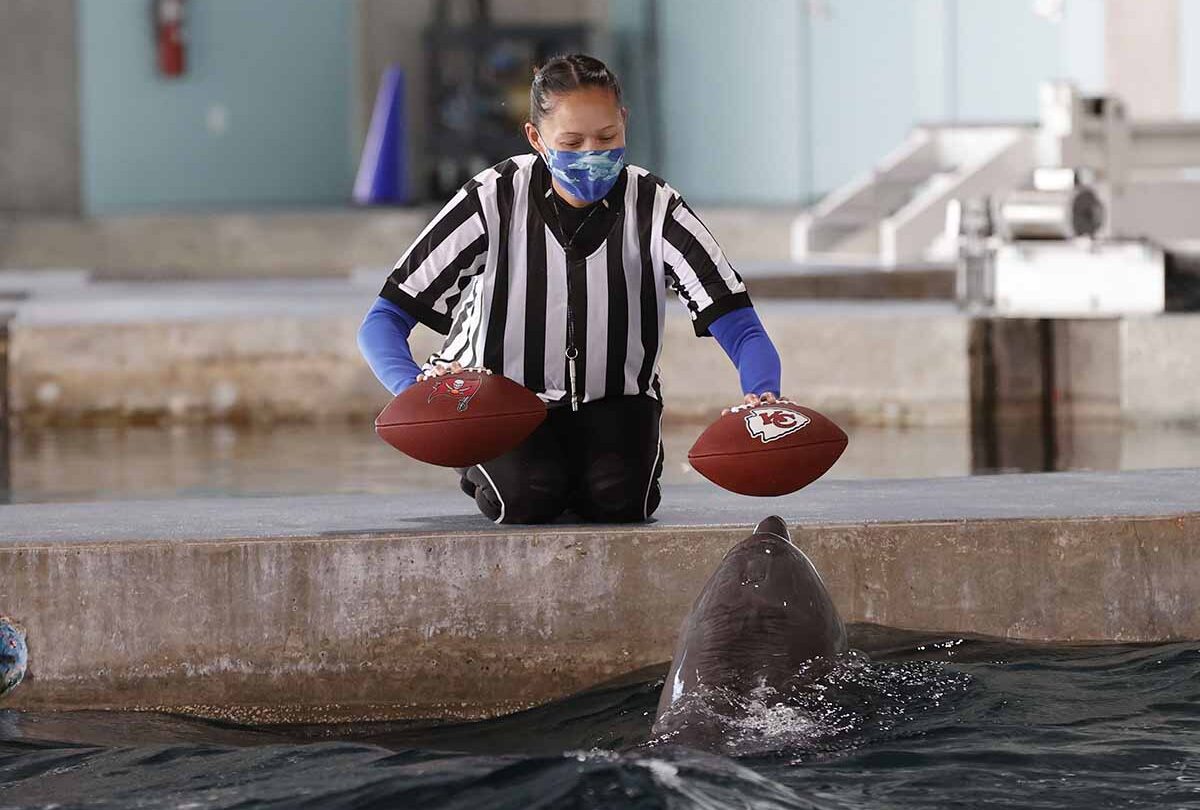 Delfín de Clearwater predice quién ganará el Super Bowl LV |