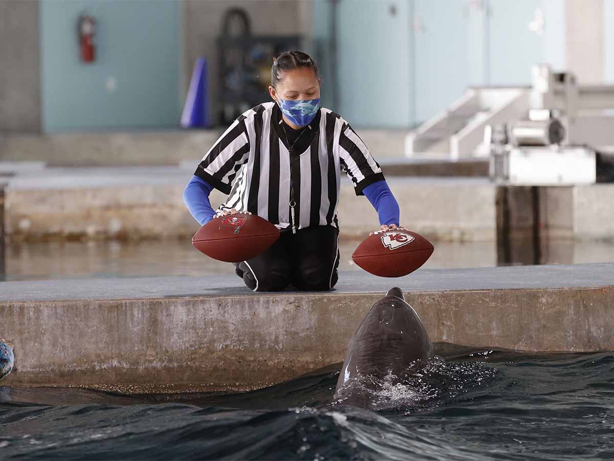 Delfín de Clearwater predice quién ganará el Super Bowl LV