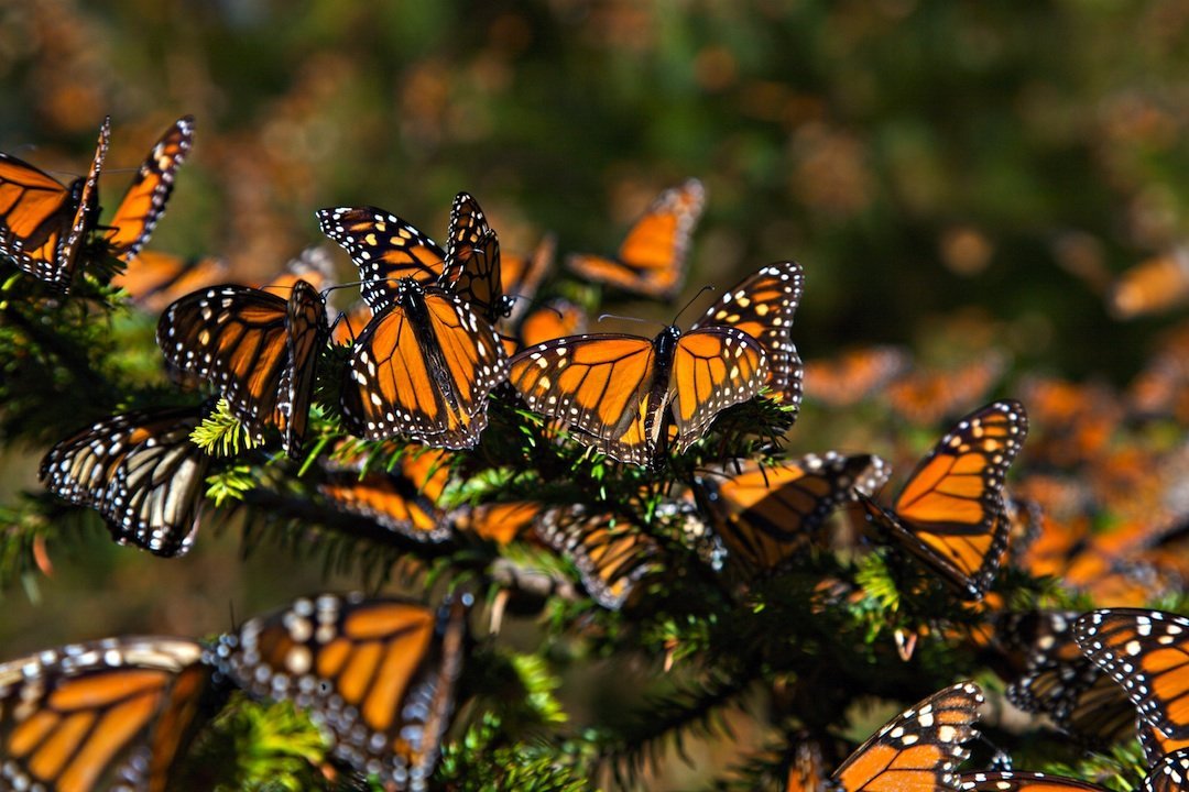 Desciende un 26 % la presencia de mariposas monarca en bosques mexicanos