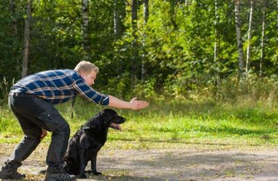 Descubre trucos para adiestrar a tu perrito con el “Adiestramiento canino” de Netflix