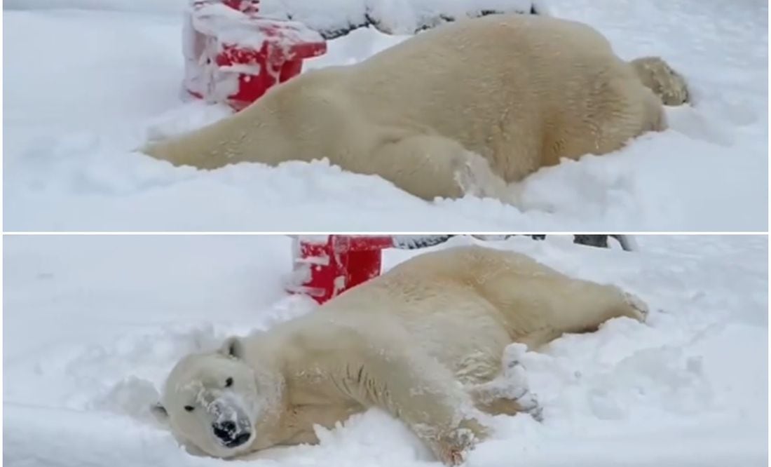 Disfruta Oso polar de las intensas nevadas en Estados Unidos