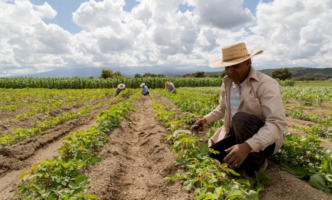 Disminución alarmante de la siembra en México: campesinos señalan altos costos como el principal problema