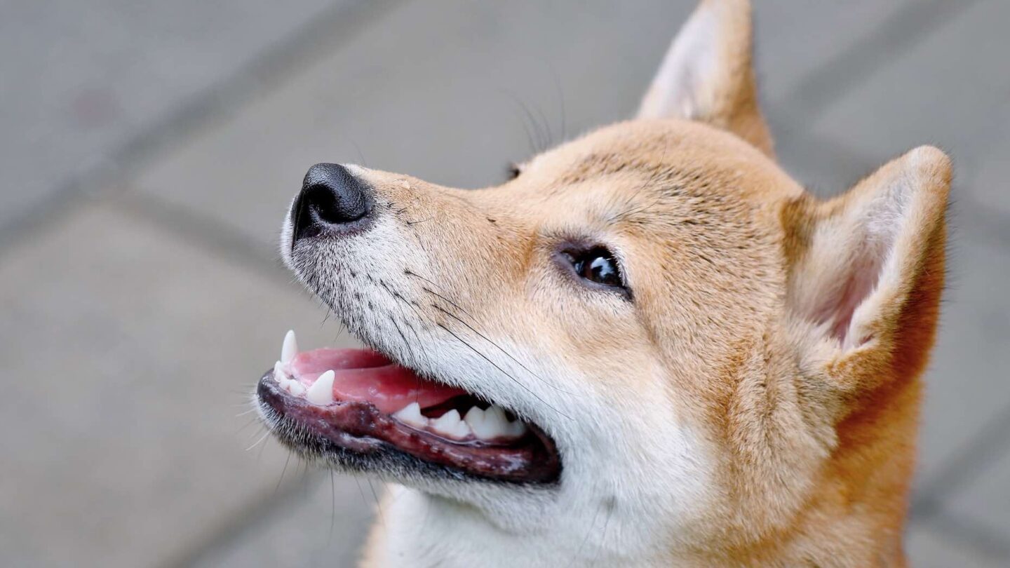 Dogecoin se dispara tras anuncio de que Coinbase la listará y que Elon Musk trabajará con desarrolladores |