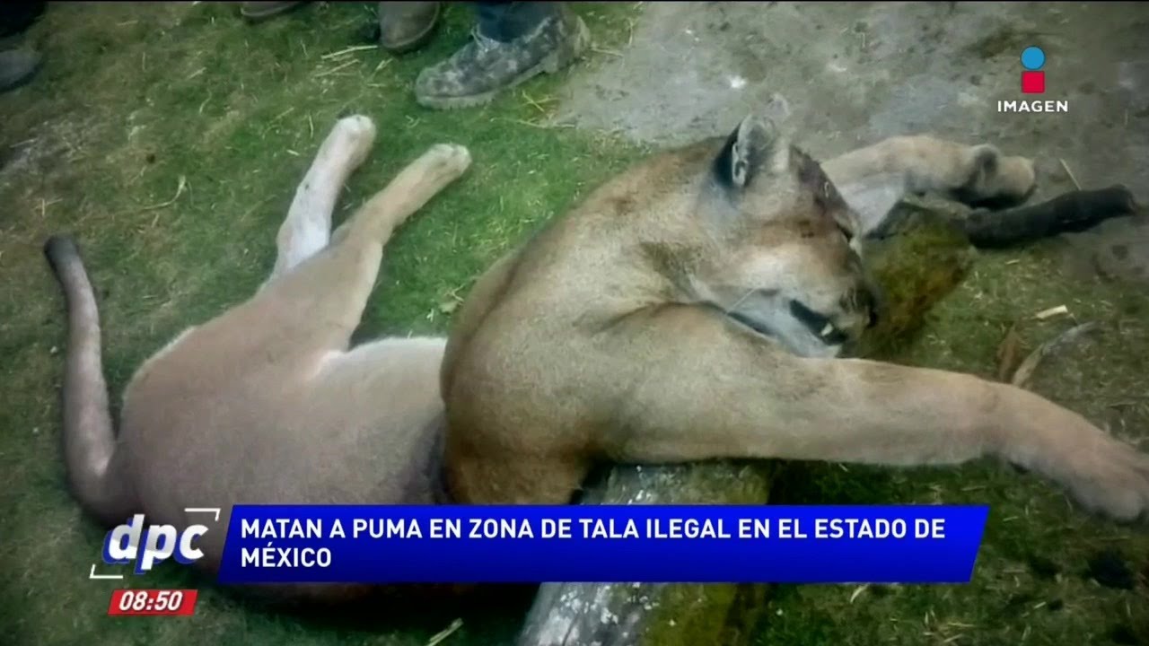 Encuentran cadáver en descomposición de un león en la CDMX