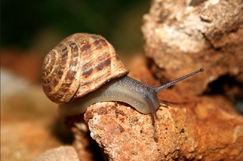 Estudio revela que el veneno de un caracol puede ayudar a tratar la malaria