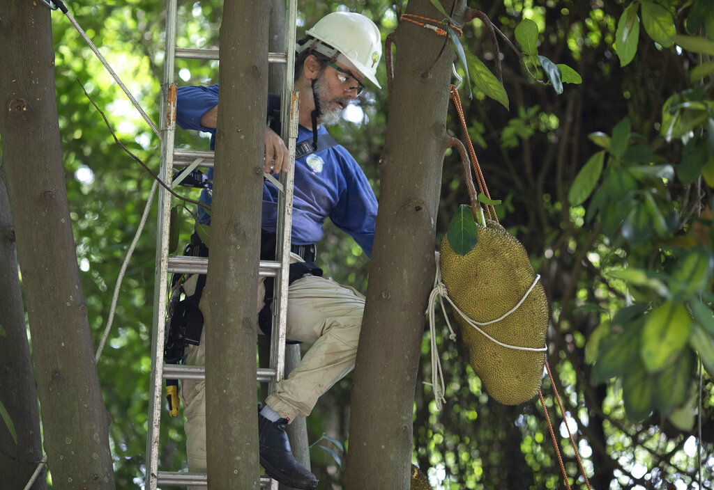 Fruto de yaca, gigante peligro mortal para paseantes