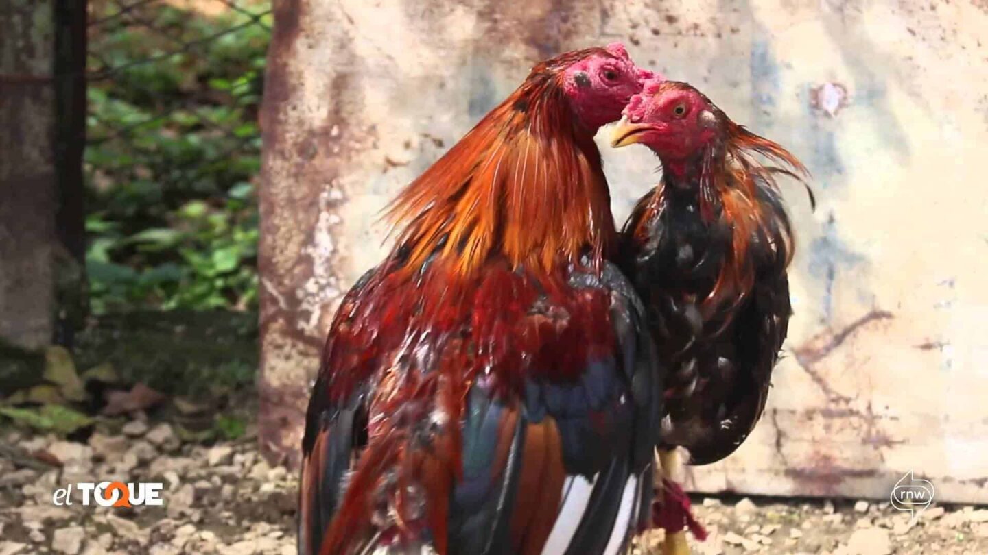 GALLOS CREO EN TI |