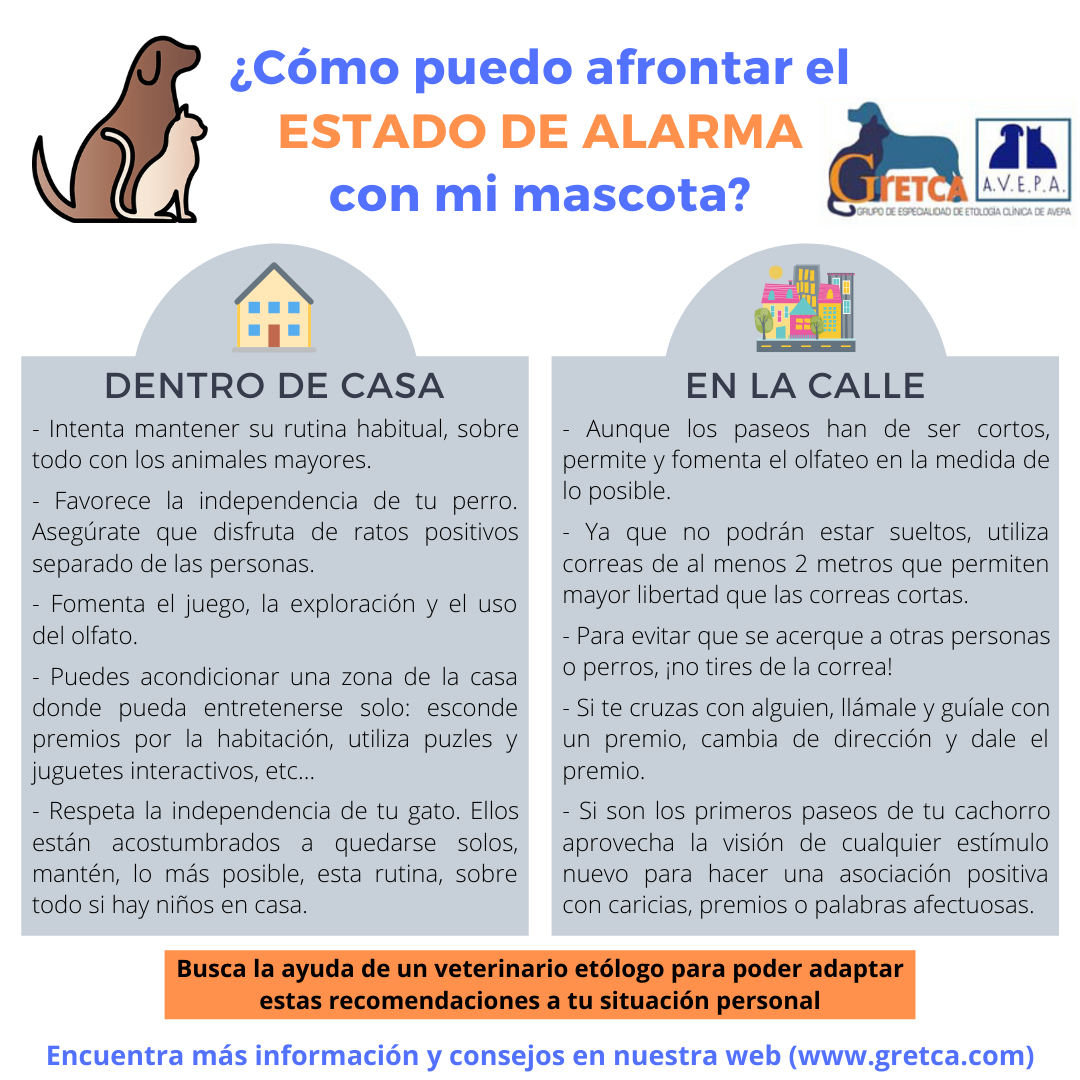 Guía para mantener distraído a un perro en tiempos de pandemia