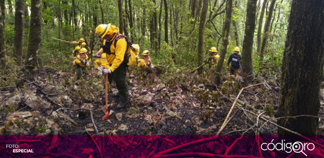 Incendio en Otates, Landa de Matamoros, controlado al 95%: SEDEA