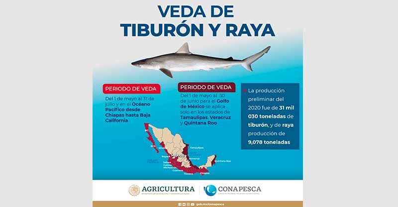 Inicia veda de tiburón y raya en el Golfo de México