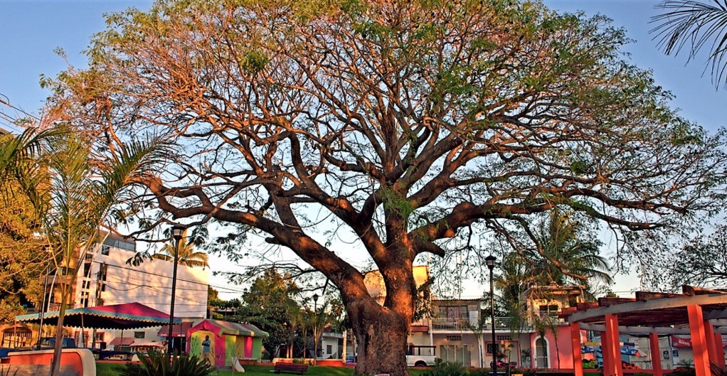 Invitan a nominar un Árbol como Patrimonio Ambiental de Bahía de Banderas