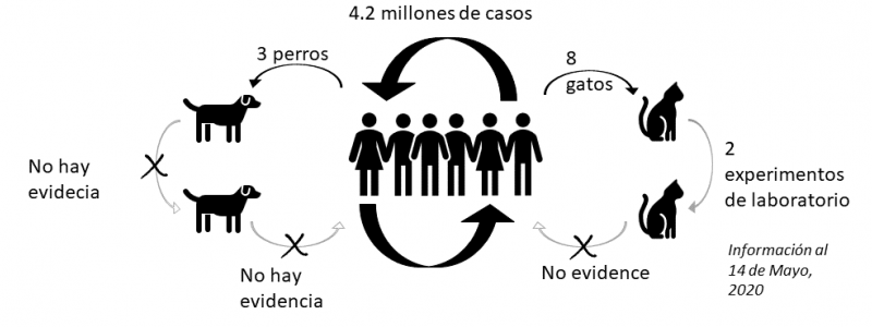 ¿Las mascotas pueden contagiar COVID-19?