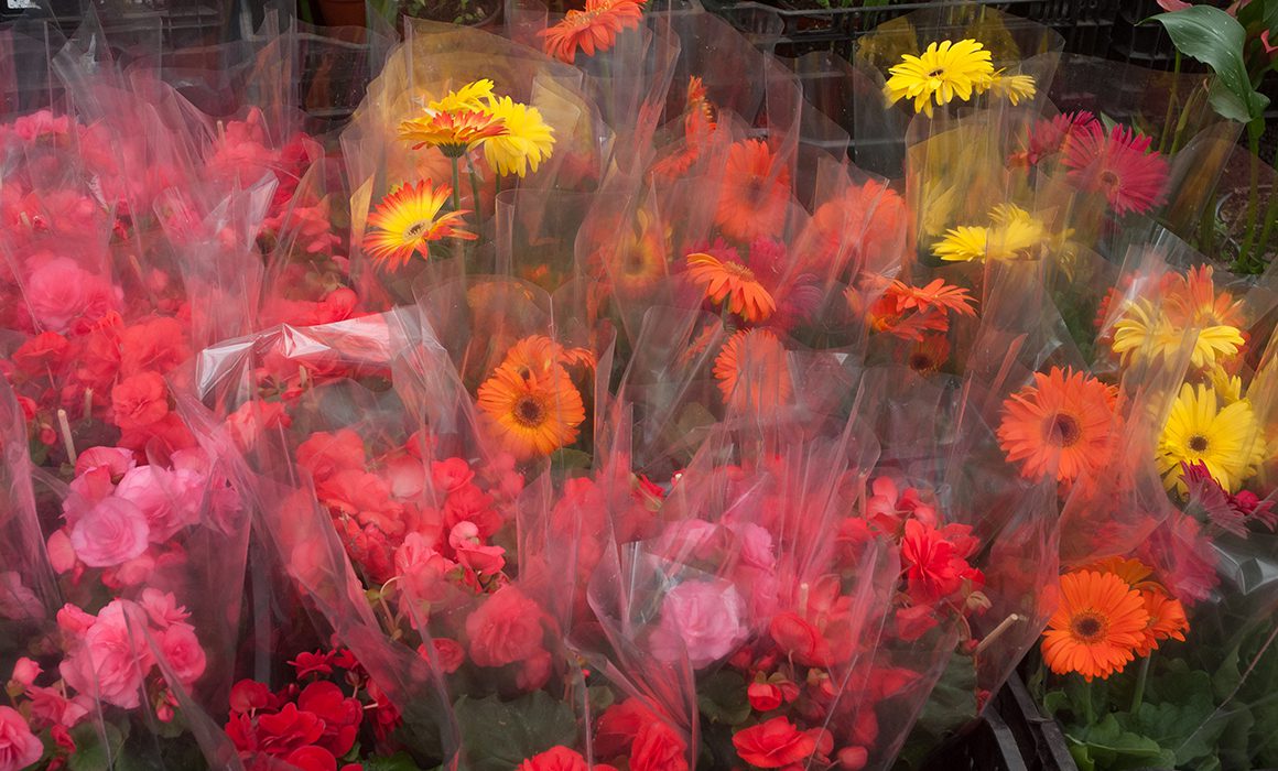 Lista la producción nacional de flores para Día de la Madre