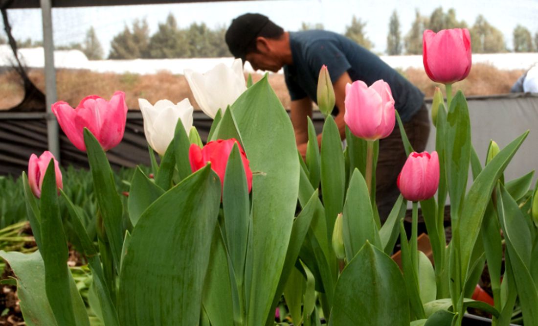 Lista la producción nacional de flores para el Día de la Madre