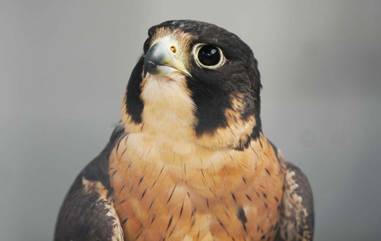 Noticias impactantes en el Estado de México desde rescate de halcón peregrino hasta legislador que detona granadas en reunión |