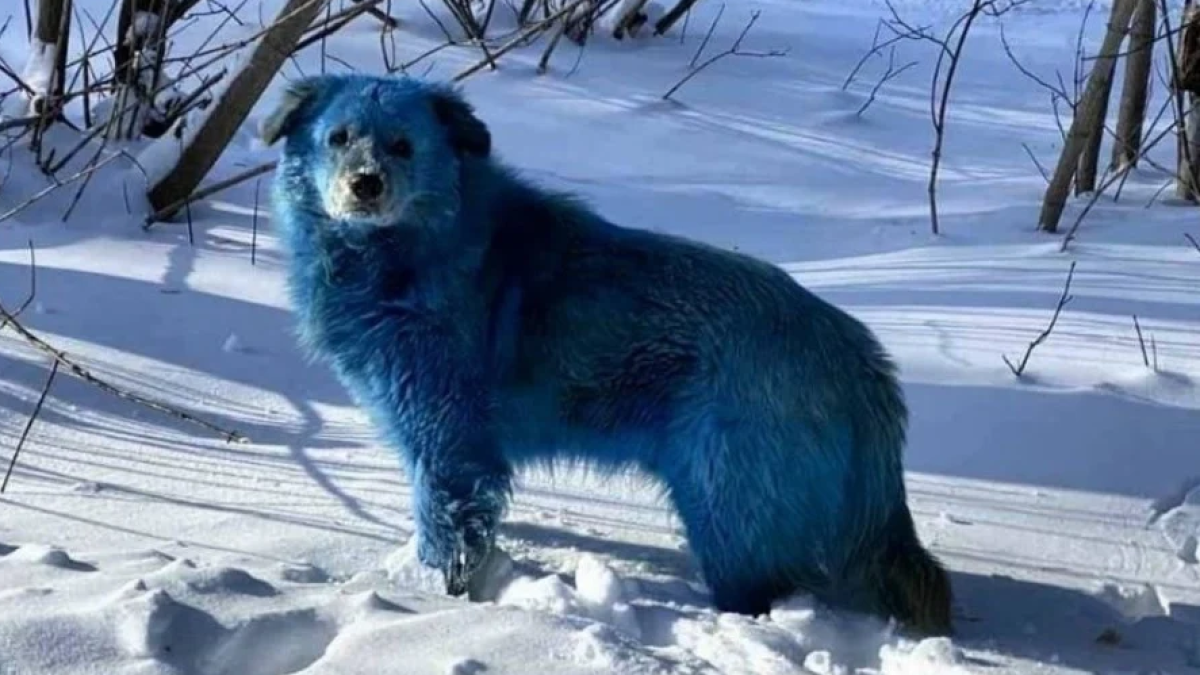 ¡Perritos radioactivos! Hallan canes color azul brillante en Rusia