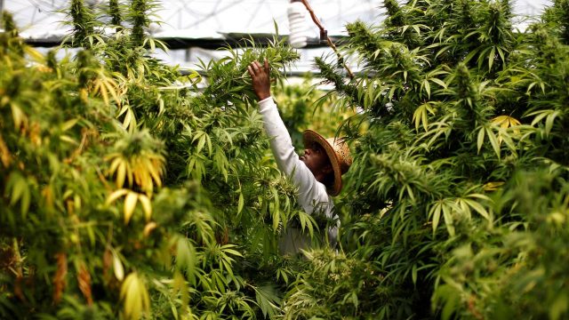 Piden al Supremo mexicano tumbar la prohibición de la marihuana recreativa