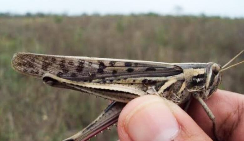 Plaga de Langostas llega a zonas de Mérida