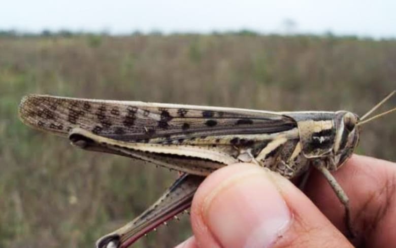 Plaga de Langostas llega a zonas de Mérida