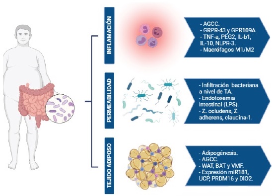 ¿Qué es la microbiota intestinal y por qué promueve el desarrollo de obesidad?