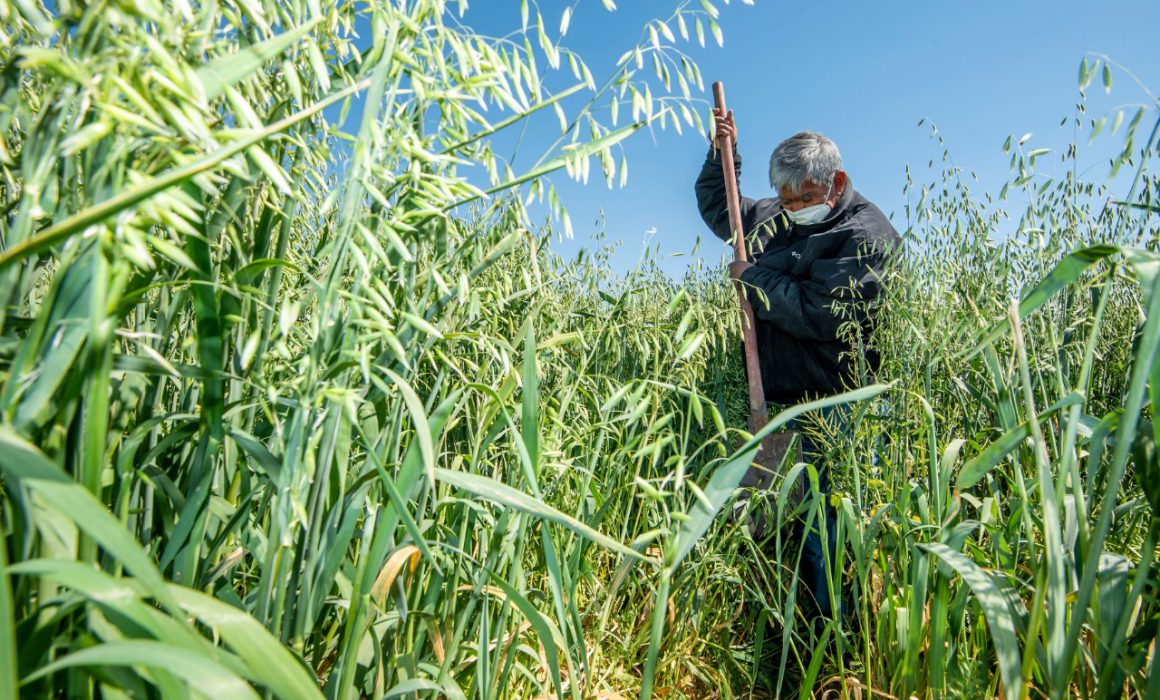 Realiza El Marqués demostración de cultivo de ebo+avena