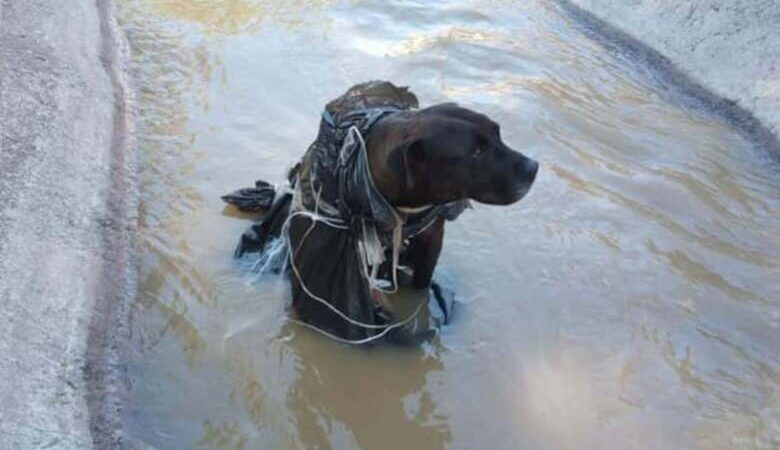 Rescatan perrito de una barranca en Edomex: podría ser parte de la policía