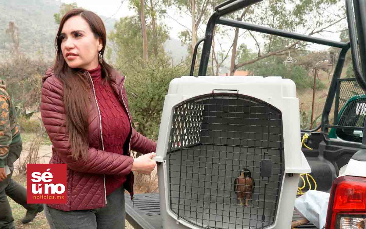 Rescatan y liberan halcón peregrino en Ecatepec: Esmeralda Vallejo al rescate de la fauna local