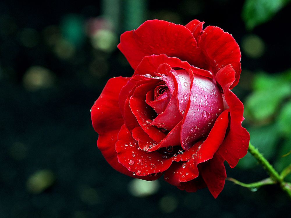 Rosas, la flor que más demanda tendrá este 14 de febrero