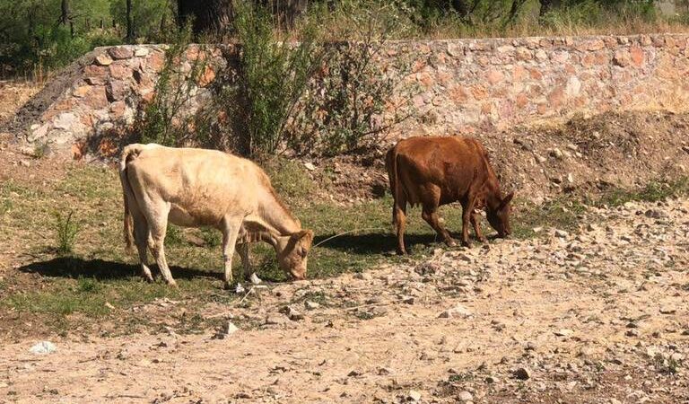 Subida del maíz afecta gravemente a ganaderos
