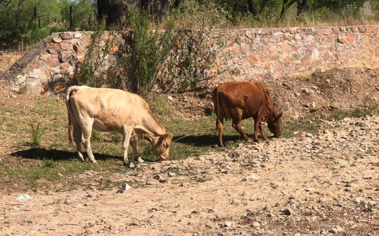 Subida del maíz afecta gravemente a ganaderos