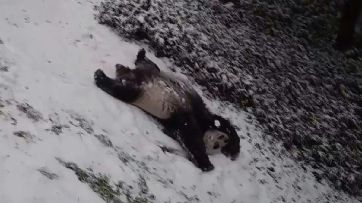 Tiernos Osos panda son captados jugando en la nieve