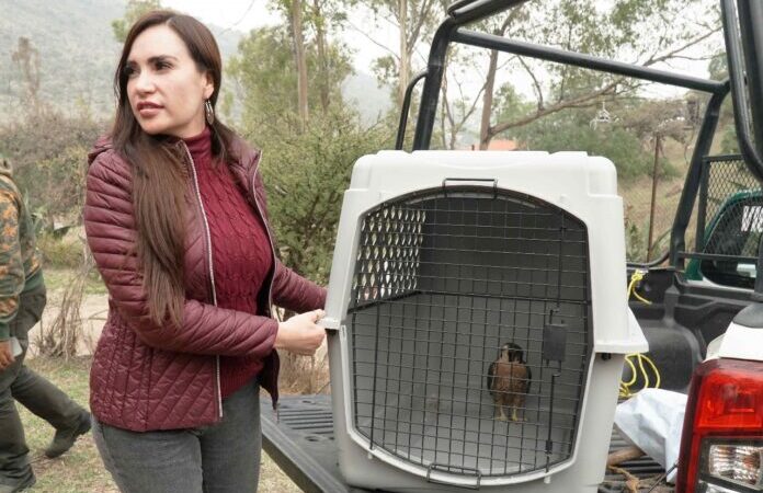 Últimas noticias en el Estado de México: Rescate de halcón peregrino, alerta por mensajes falsos y más