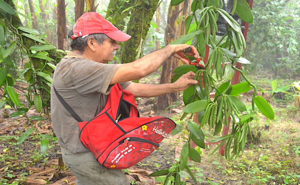 VAINILLA NATURAL DE MÉXICO DESPLAZADA POR PRODUCTOS SINTÉTICOS