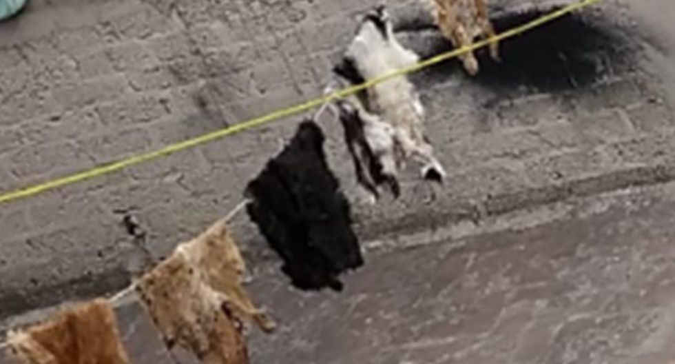 Video: Hallan en una casa de Nezahualcóyotl tendedero de pieles disecadas de animales